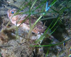 Maxillicosta scabriceps