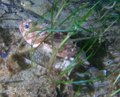 Maxillicosta scabriceps