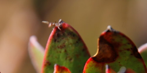 Small pugnacious ant photo 4
