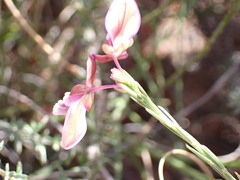 Polygala wittebergensis