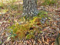 Dicranum condensatum