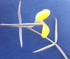 Lotononis dahlgrenii