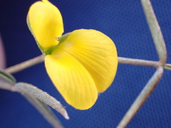 Lotononis dahlgrenii