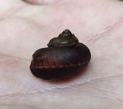 Cyclophorus martensianus