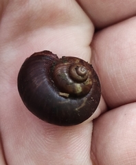 Cyclophorus martensianus