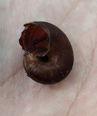 Cyclophorus martensianus