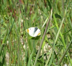 Zegris eupheme