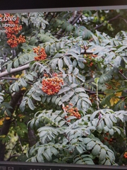 Sorbus aucuparia