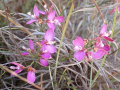 Polygala wittebergensis