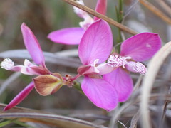 Polygala wittebergensis
