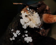 Physalacria australiensis