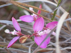 Polygala wittebergensis