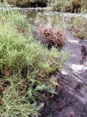 Gomphostigma virgatum