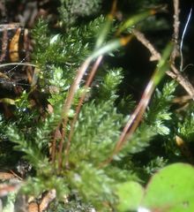 Hypnodendron spininervium