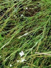 Gomphostigma virgatum