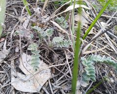 Astragalus testiculatus