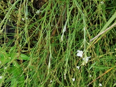 Gomphostigma virgatum