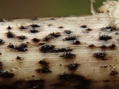 Colletotrichum dematium