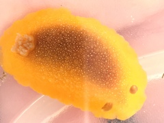 Doriopsilla albopunctata