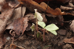 Oxalis obtriangulata