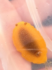 Doriopsilla albopunctata