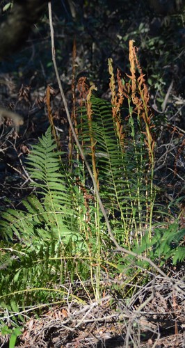 Osmundastrum cinnamomeum image