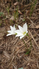 Zephyranthes puertoricensis