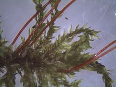 Hypnodendron spininervium