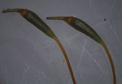 Hypnodendron spininervium