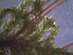 Hypnodendron spininervium