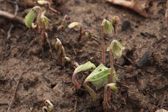 Oxalis obtriangulata
