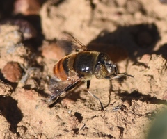 Eristalinus modestus