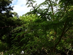 Vachellia karroo