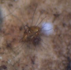 Neotrichozetes spinulosa