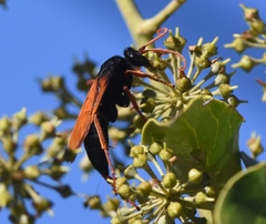 Batozonellus fuliginosus