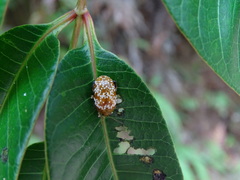 Asiophrida scaphoides