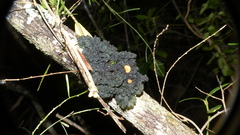 Leptogium phyllocarpum