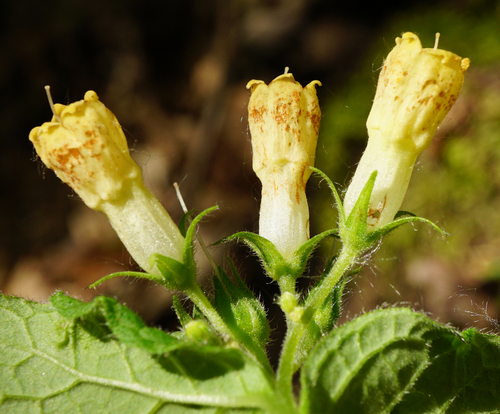 Tuberous Comfrey
