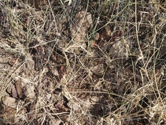 Dactyloctenium scindicum