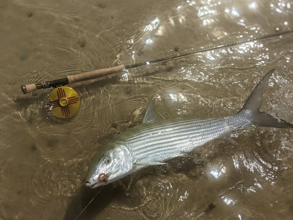 Roundjaw bonefish (Albula glossodonta) — Albulidae