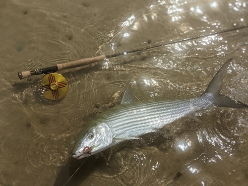 Roundjaw bonefish (Albula glossodonta) — Albulidae
