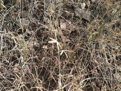 Dactyloctenium scindicum