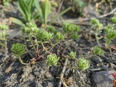 Alyssum umbellatum