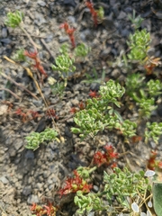 Alyssum umbellatum