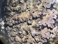 Physconia leucoleiptes