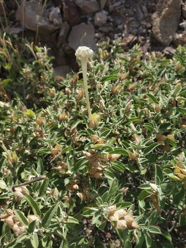 spiny white barleria (Barleria acanthoides)