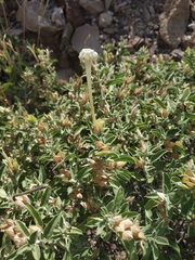 Barleria acanthoides