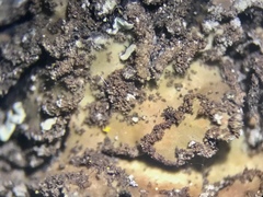 Physconia leucoleiptes