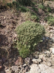 Barleria acanthoides
