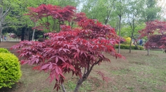 Acer palmatum